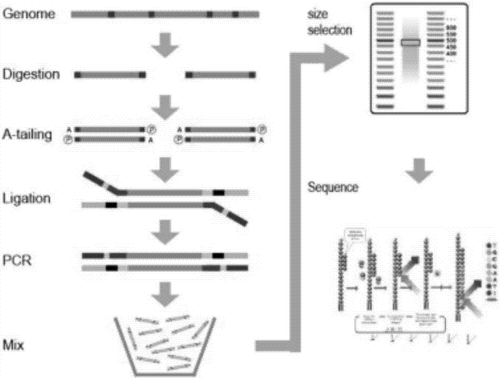 Method for identifying genetic relationship by developing SNP molecular marker of miscanthus with SLAF-seq technology