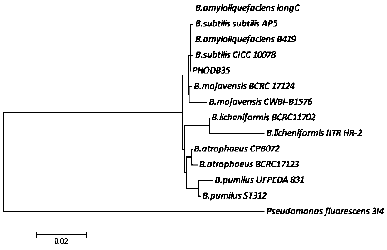 Bacillus amyloliquefaciens capable of degrading inorganic phosphorus and inhibiting bacteria and its application