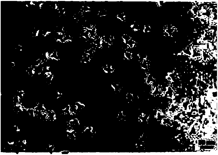 Four-bifurcationgold nano particle, preparation method and application thereof