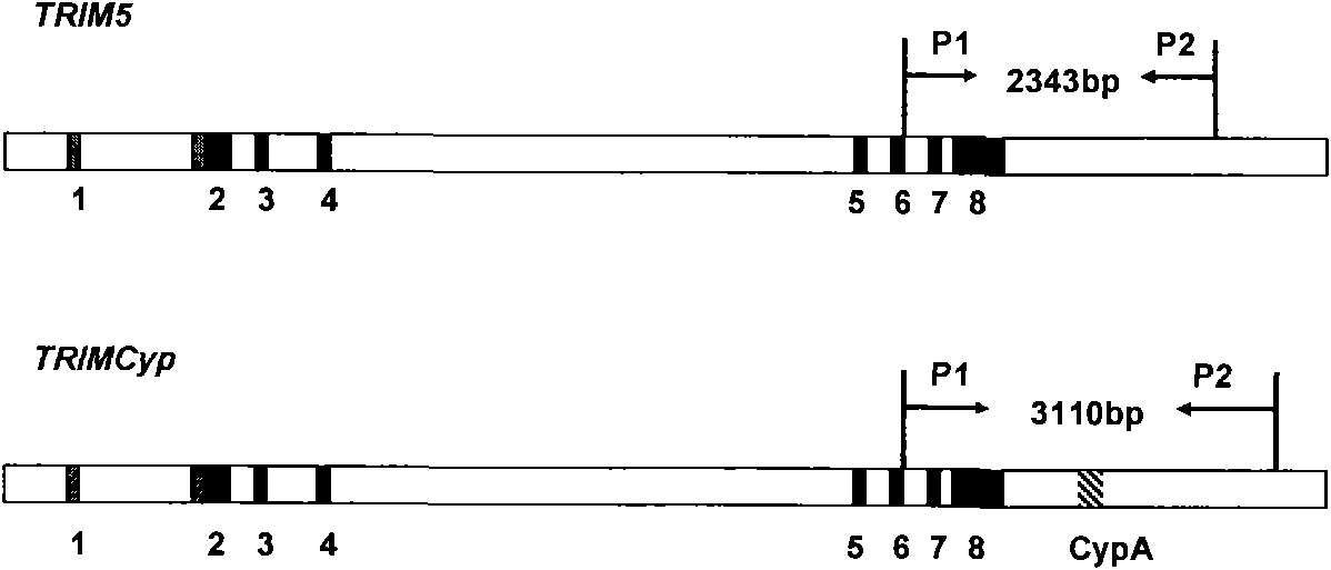 PCR method for detecting TRIMCyp genotypes of animals of macaca