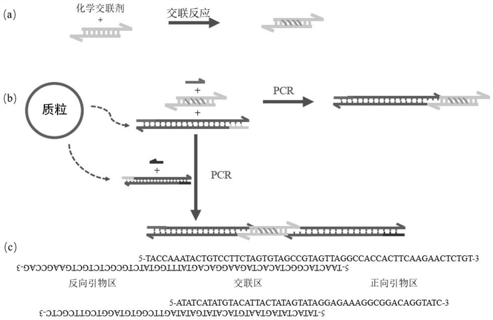 Plasmid assembly method based on DNA covalent crosslinking