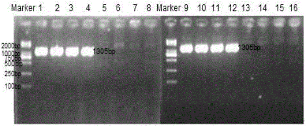 Molecular identification primers and method for chicken fast/slow feathering phenotype
