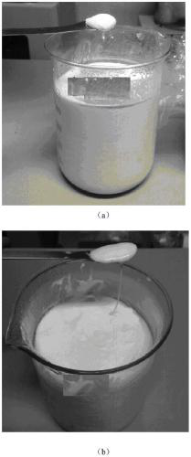 Yogurt starter and preparation method thereof