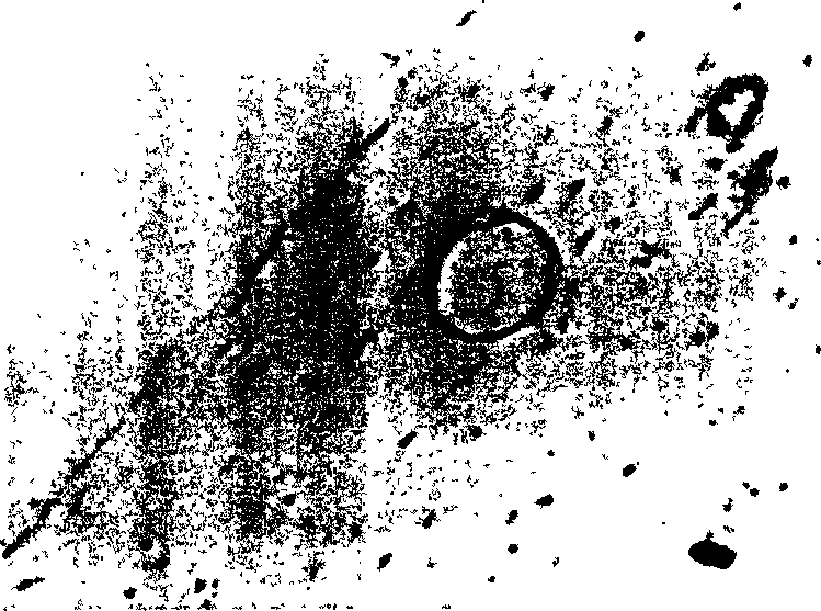 Tissue engineering skin containing blood vessel structure and its construction method