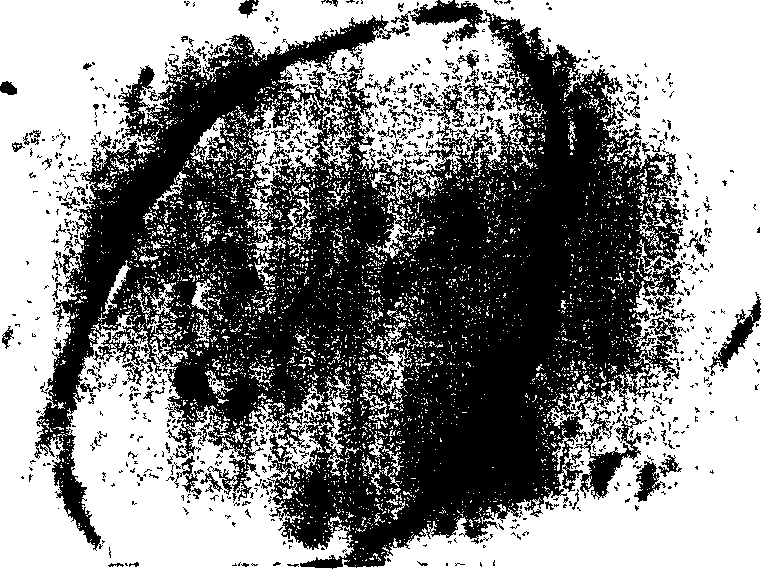 Tissue engineering skin containing blood vessel structure and its construction method