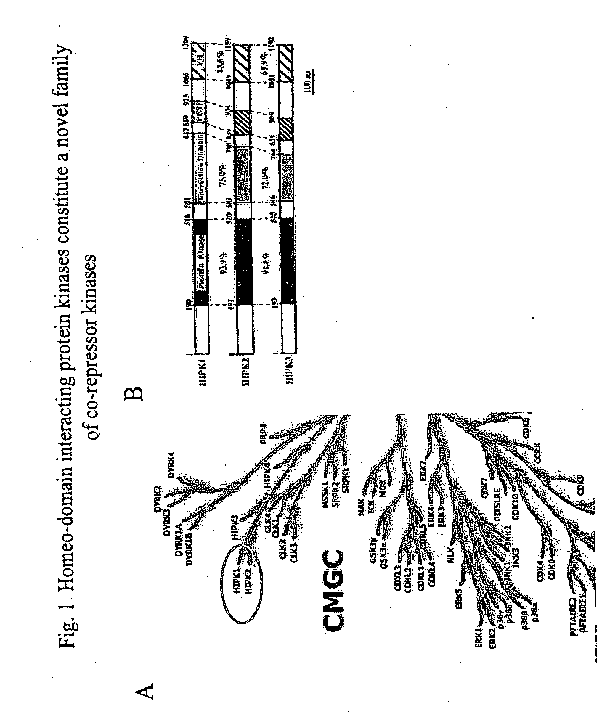 Mitotic Progression Genes and Methods of Modulating Mitosis