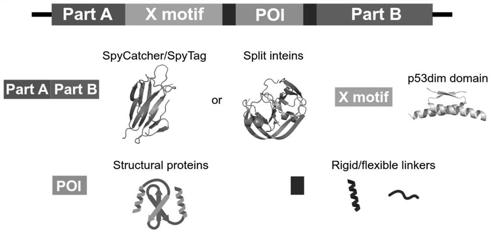 Intracellular synthesis of BLA traceless soxo hydrocarbon by using separated intein as connection means and preparation method of intracellular synthesis of BLA traceless soxo hydrocarbon