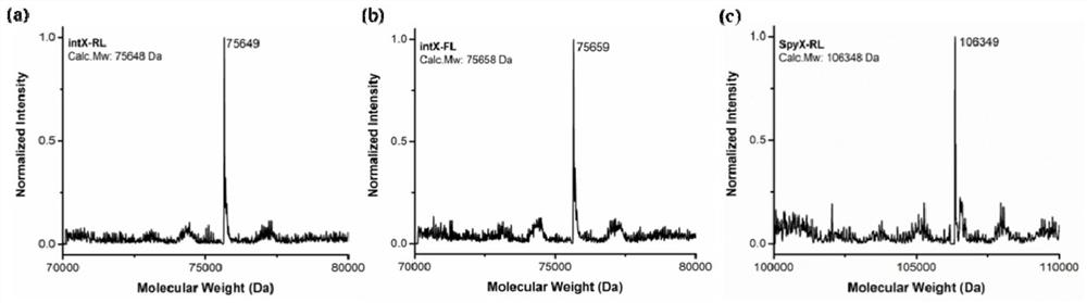 Intracellular synthesis of BLA traceless soxo hydrocarbon by using separated intein as connection means and preparation method of intracellular synthesis of BLA traceless soxo hydrocarbon