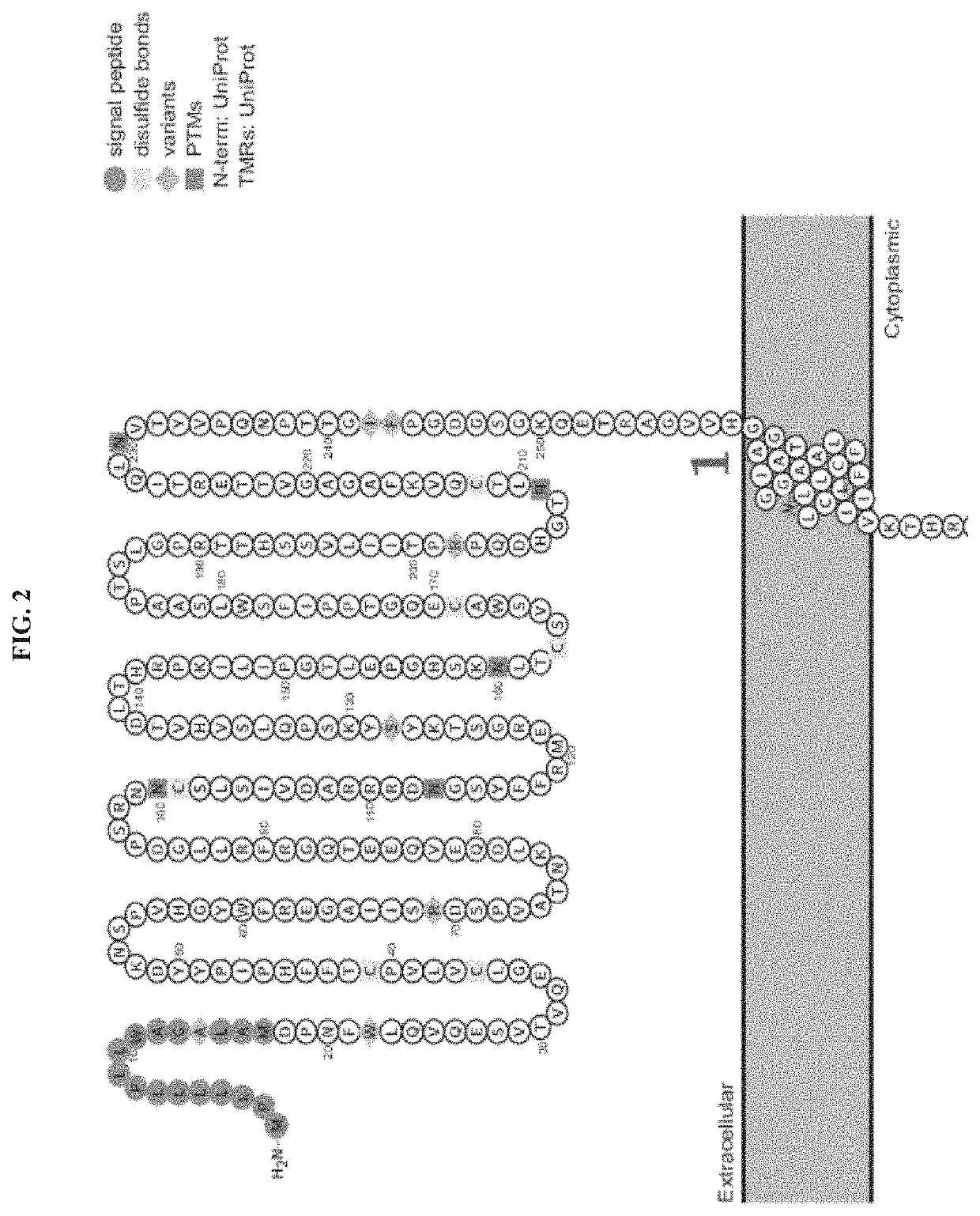 Genetically engineered hematopoietic stem cells and uses thereof