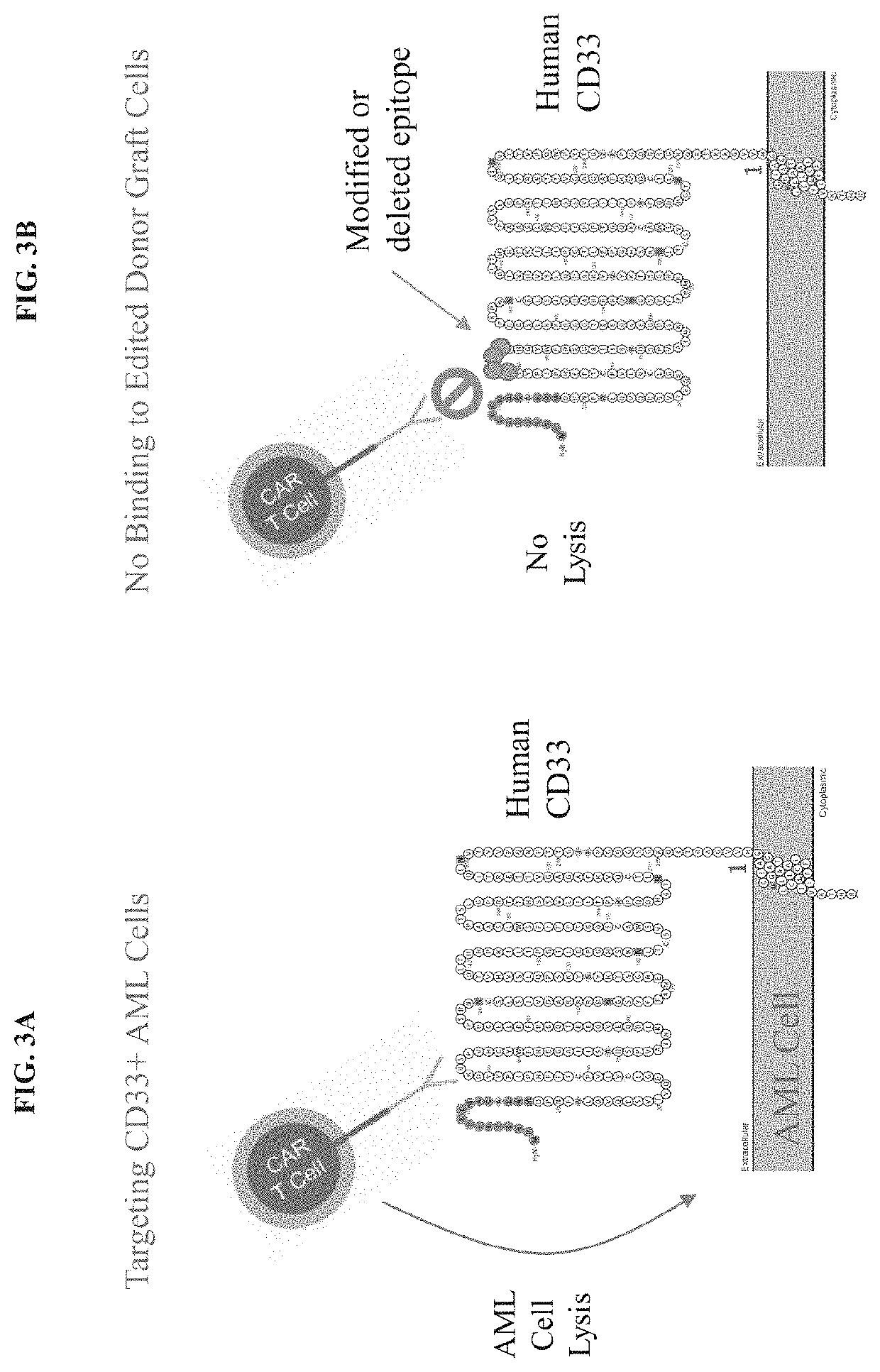 Genetically engineered hematopoietic stem cells and uses thereof
