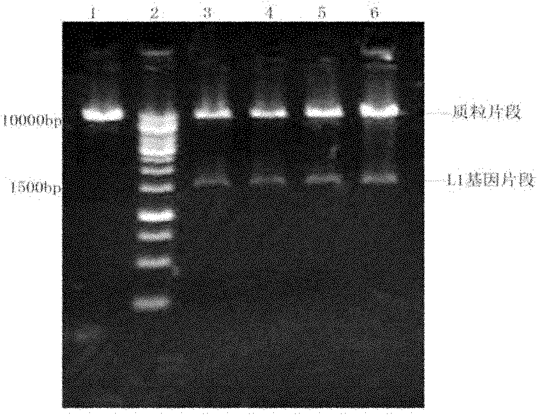 Vaccine against human papillomavirus (HPV) as well as preparation method and application thereof