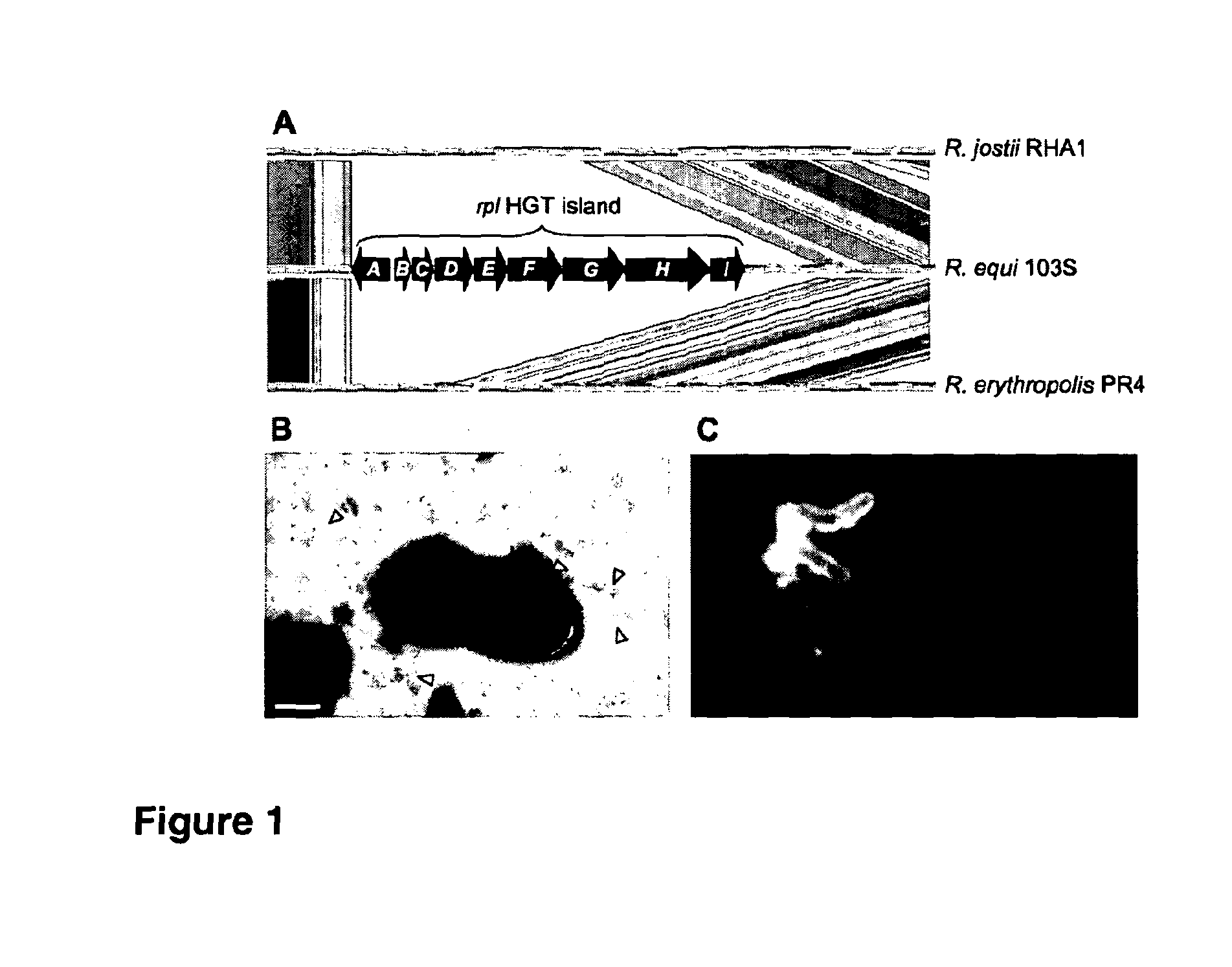 Immune system modulating composition