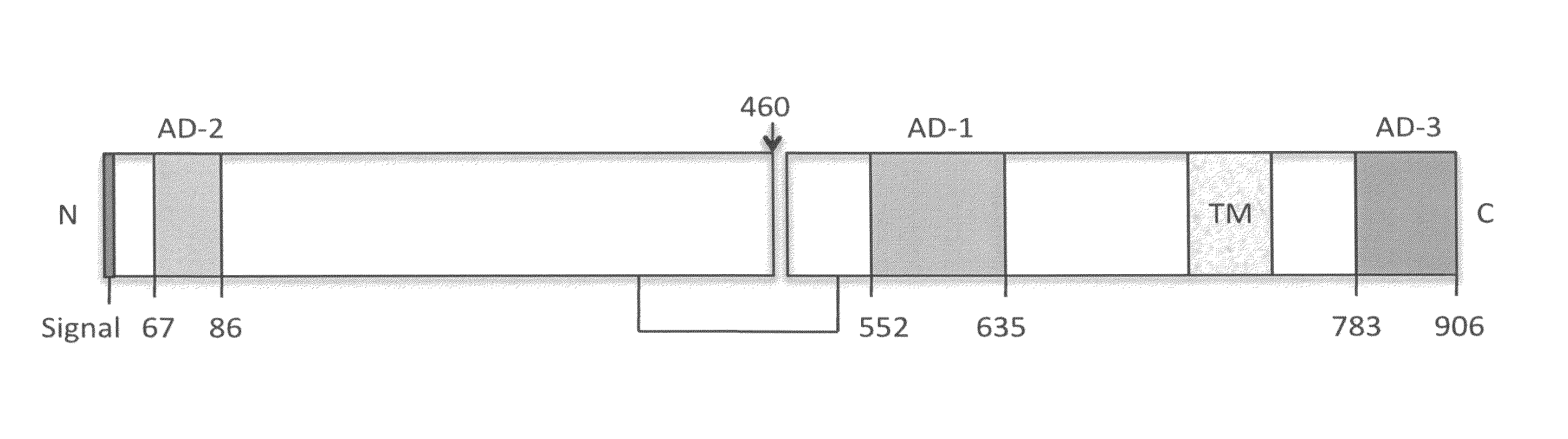 Binding members for human cytomegalovirus