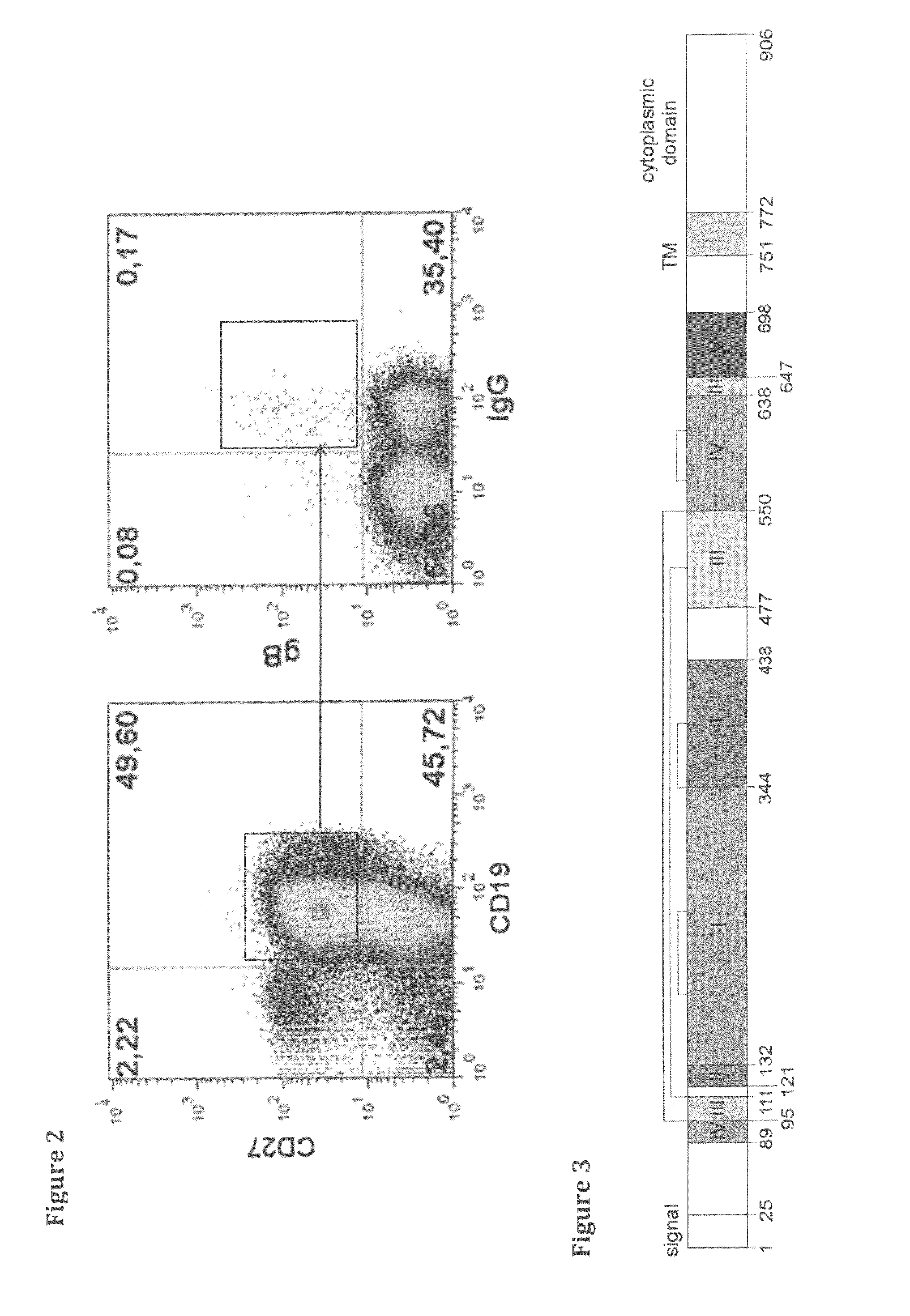 Binding members for human cytomegalovirus