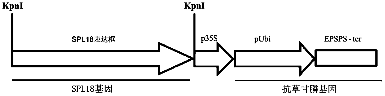 Application of a kind of spl18 gene in improving plant yield