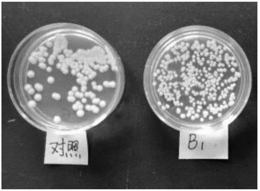 Application of N15 polypeptide in preparing fungal inhibitor