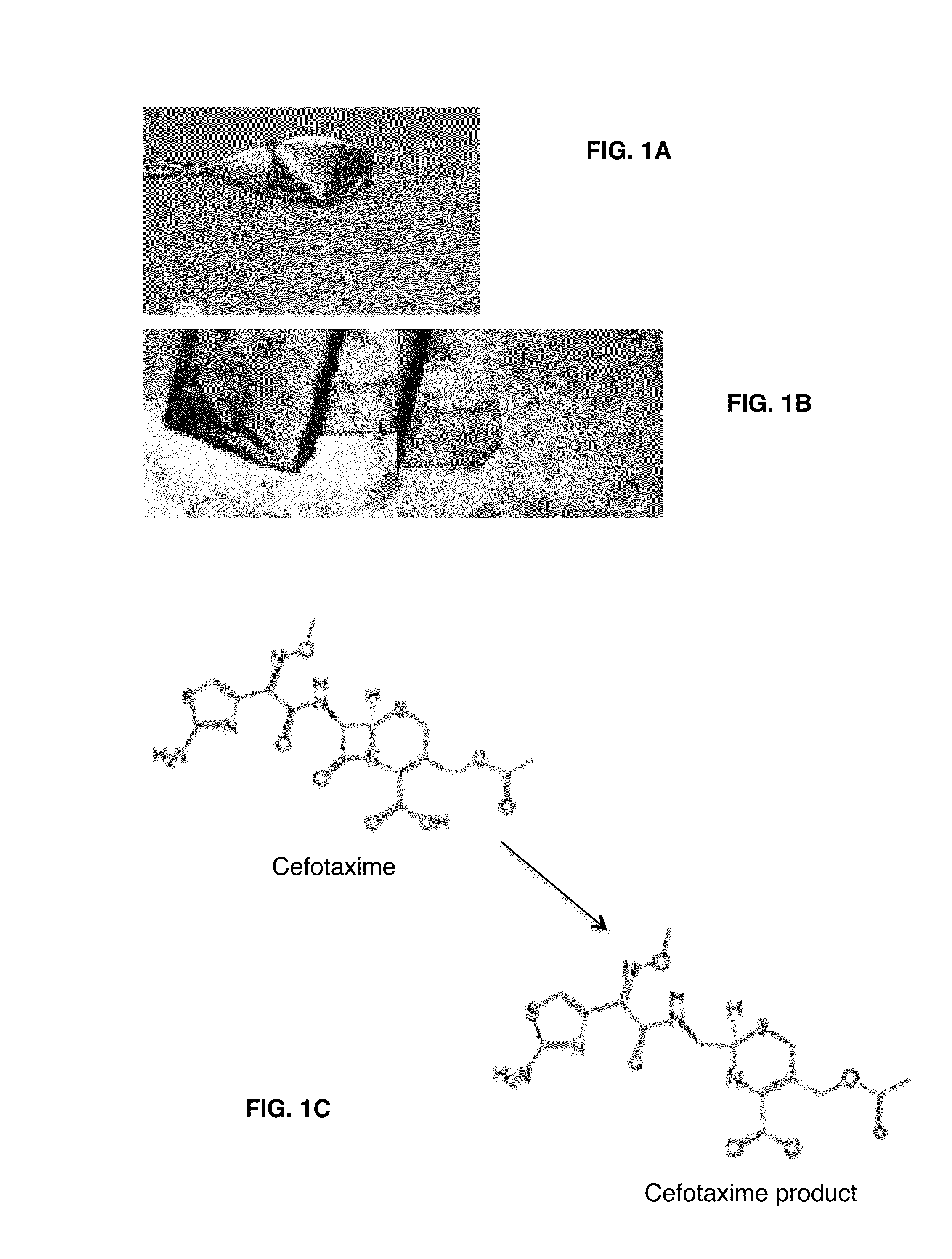 Use of bacterial beta-lactamase for in vitro diagnostics and in vivo imaging, diagnostics and therapeutics