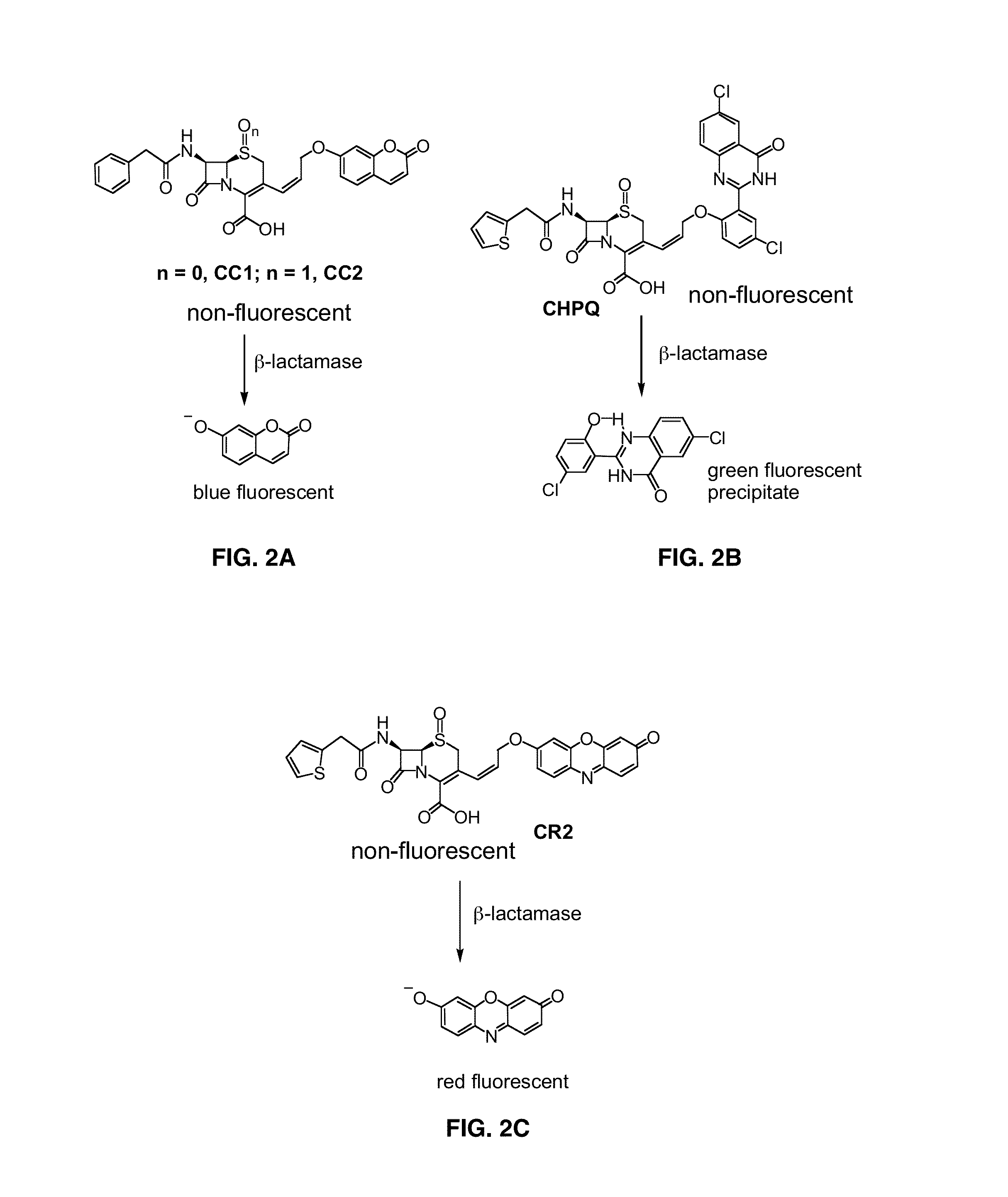 Use of bacterial beta-lactamase for in vitro diagnostics and in vivo imaging, diagnostics and therapeutics