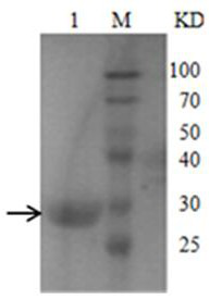 An anti-H5N1 viropexis antibody PTD (Protein transduction domain)-3F and application