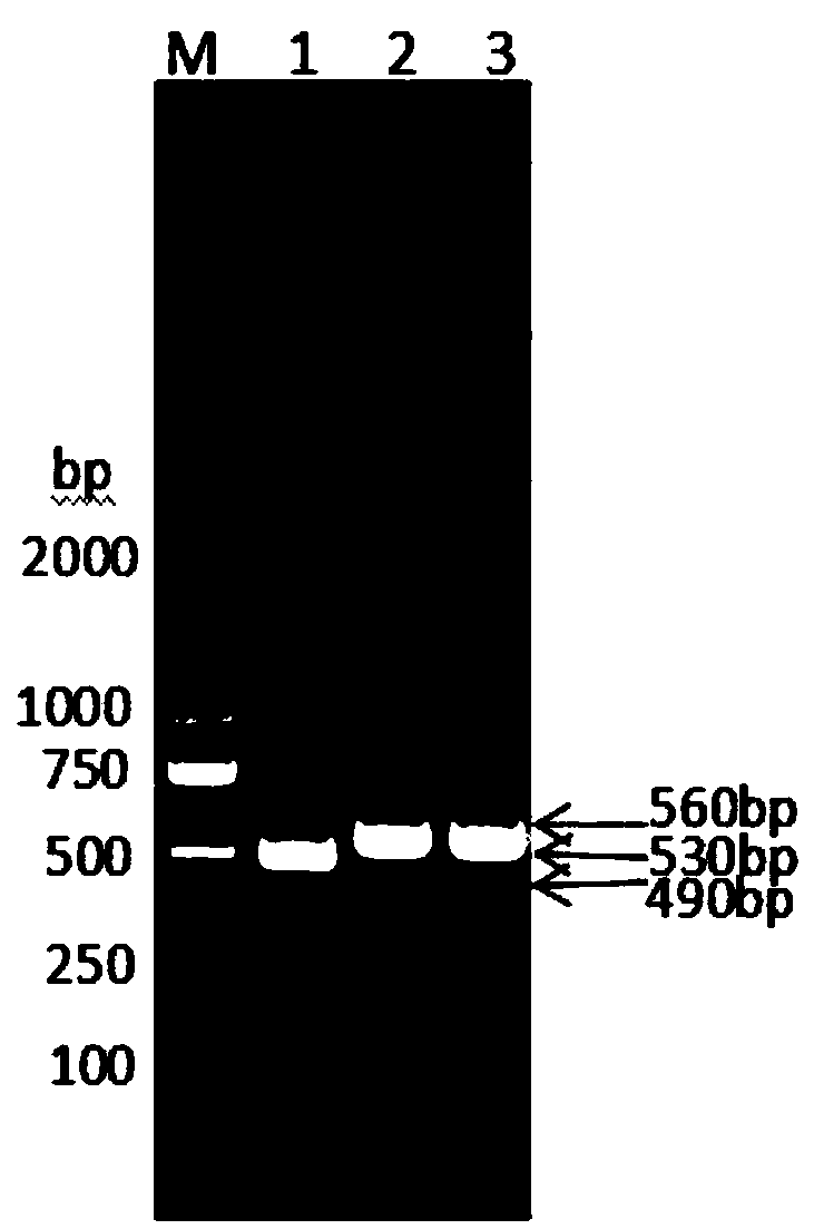 Fusion protein composed of bovine interleukin 2, bovine interferon gamma and bovine interferon alpha and preparation method thereof