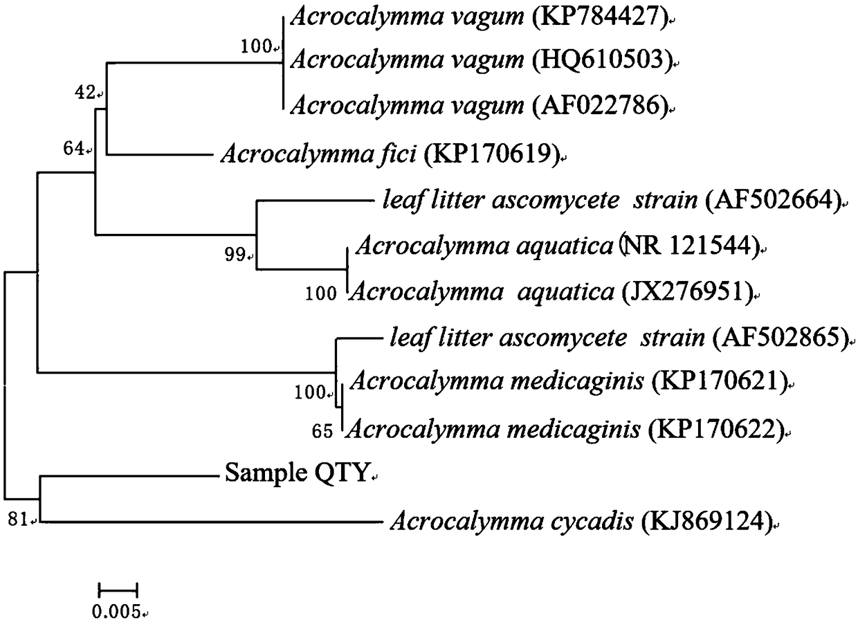 Novel acrocalymma sp. QTY and application thereof in biological control