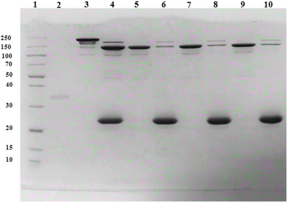 Method for rapidly purifying and isolating anti-actin F(ab')2 and Fc fragments