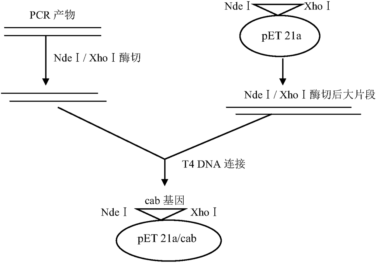 Novel 17 beta-hydroxyl steroid dehydrogenase, gene and application thereof