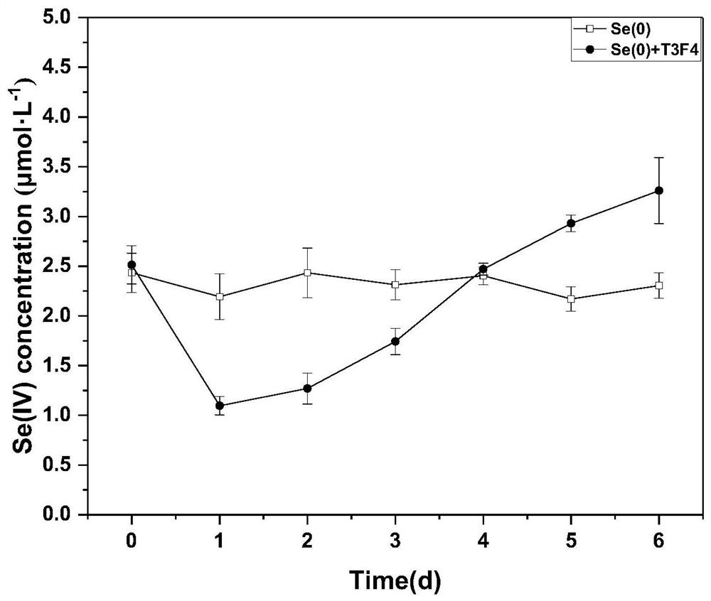 A selenium-oxidizing rhizobia t3f4 with good colonization ability and its application