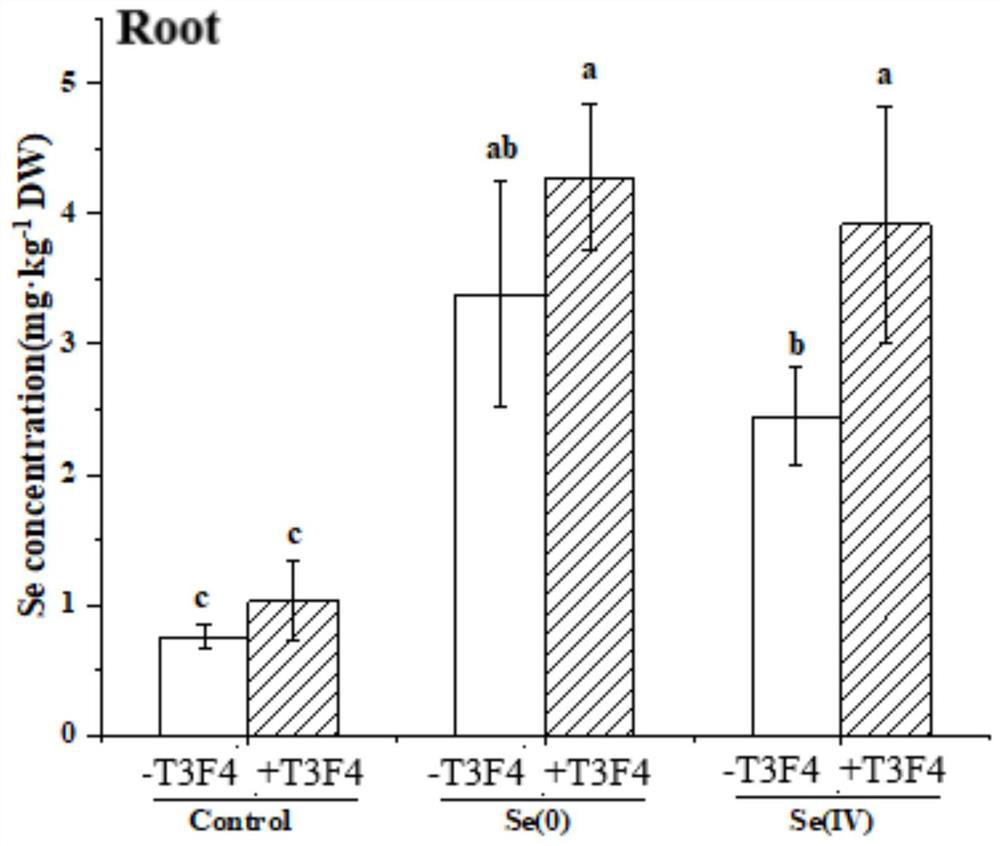 A selenium-oxidizing rhizobia t3f4 with good colonization ability and its application