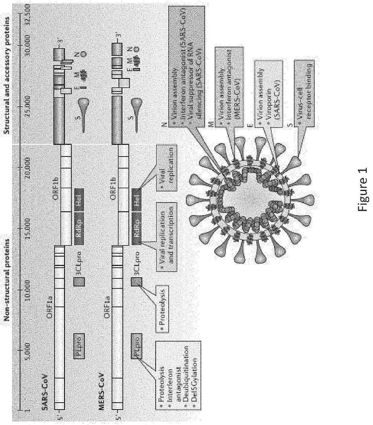 Coronavirus irna compositions and methods of use thereof