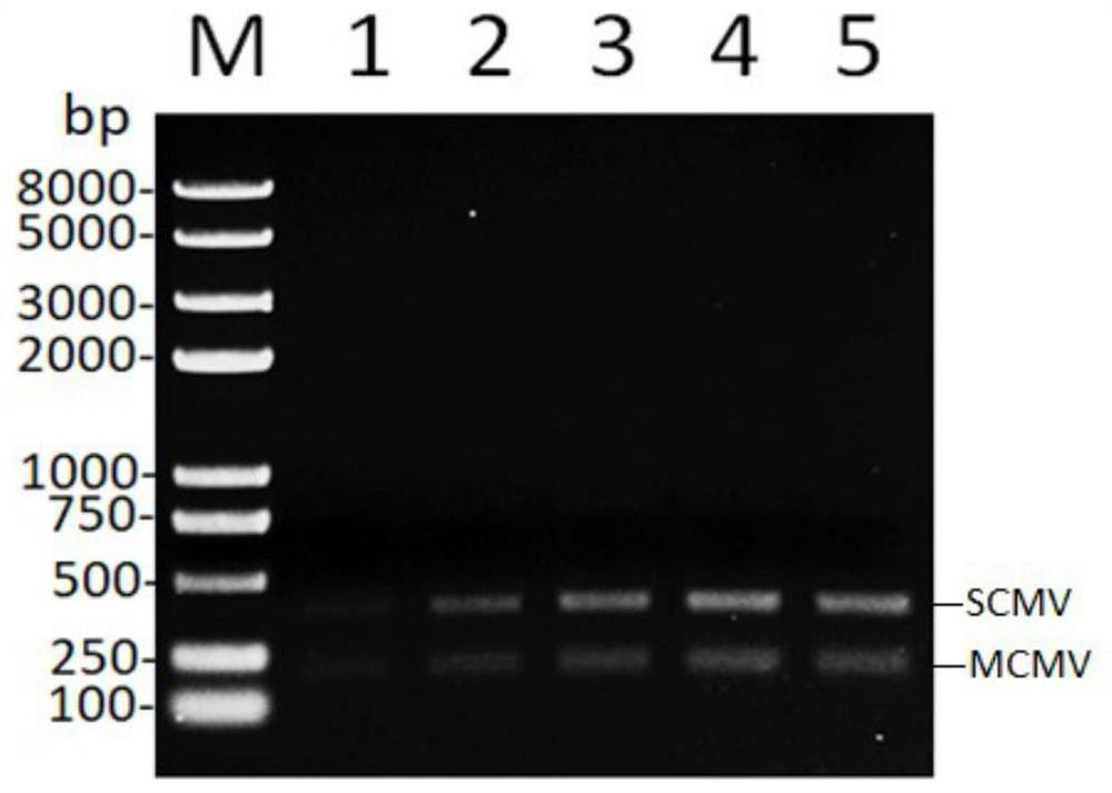 Multiplex RPA detection method for lethal necrosis of corn