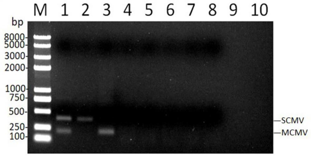 Multiplex RPA detection method for lethal necrosis of corn