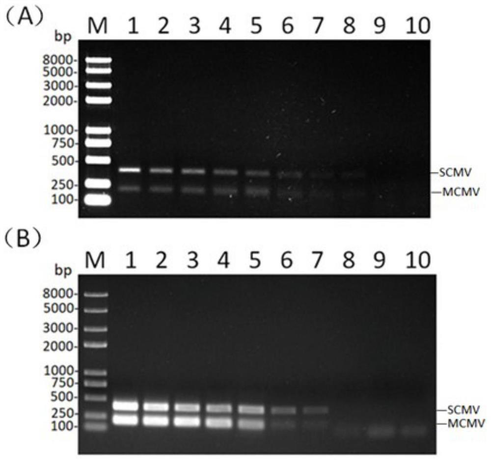 Multiplex RPA detection method for lethal necrosis of corn