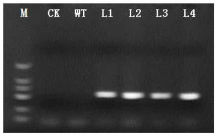 A kind of lrccoaomt gene of Minjiang lily and its application