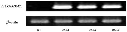 A kind of lrccoaomt gene of Minjiang lily and its application