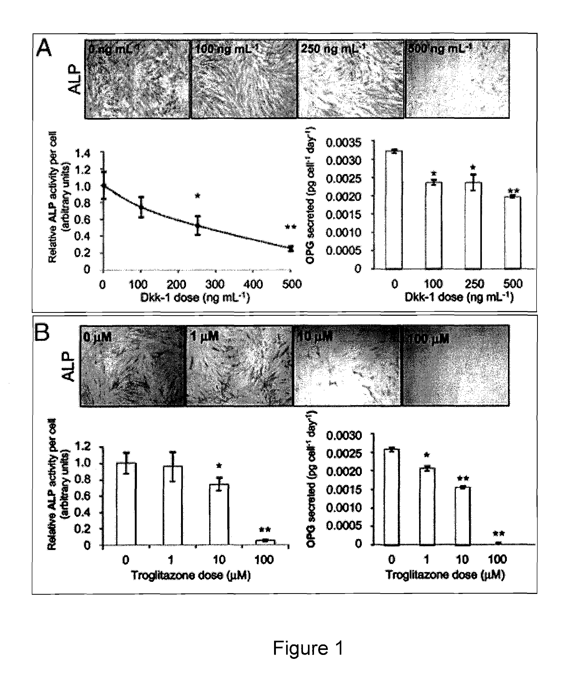 Compositions of mesenchymal stem cells to regenerate bone