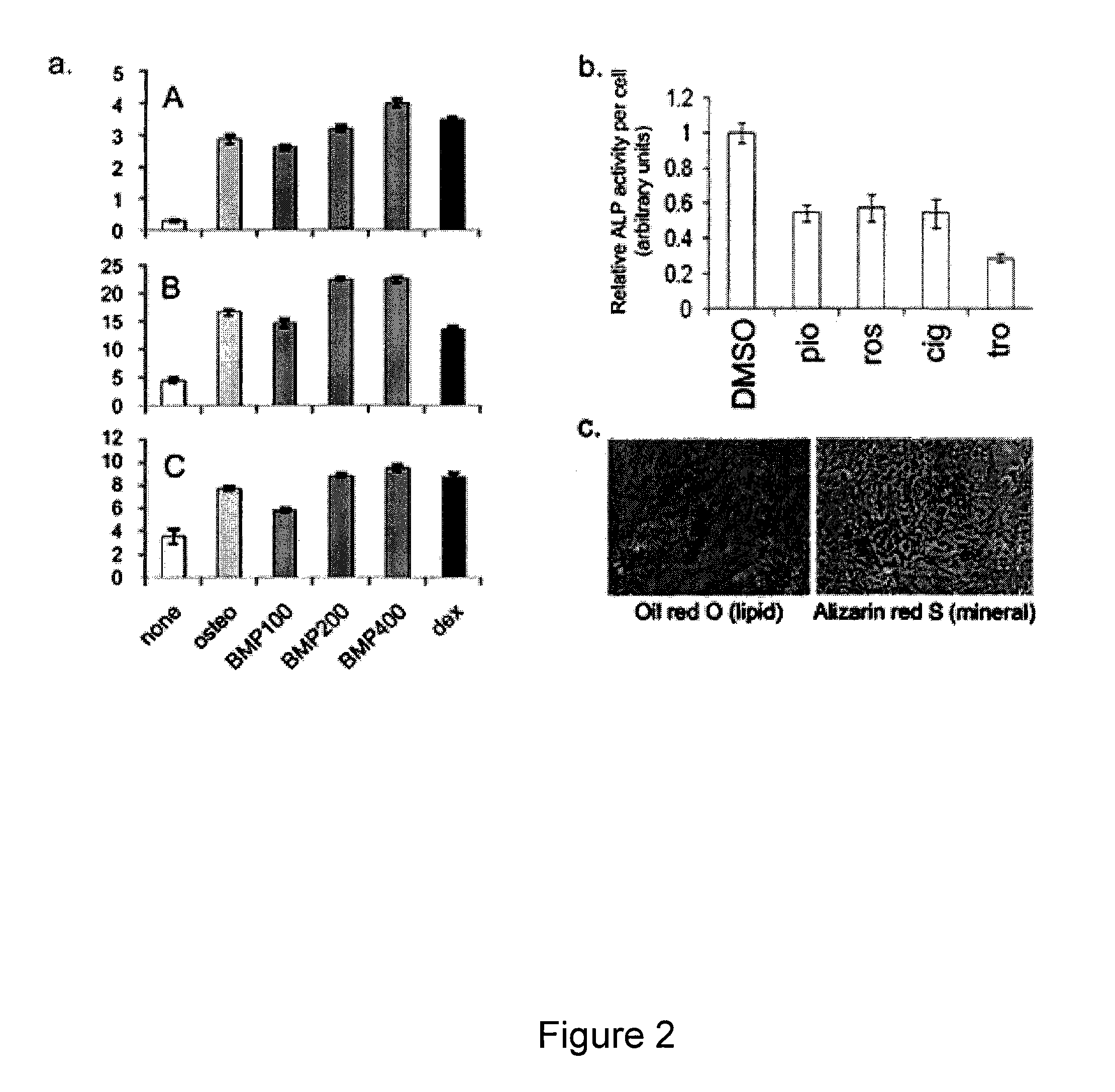 Compositions of mesenchymal stem cells to regenerate bone