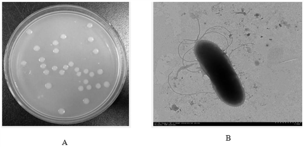 A rhizosphere growth-promoting bacterium phe-2 with pahs degrading ability and its application