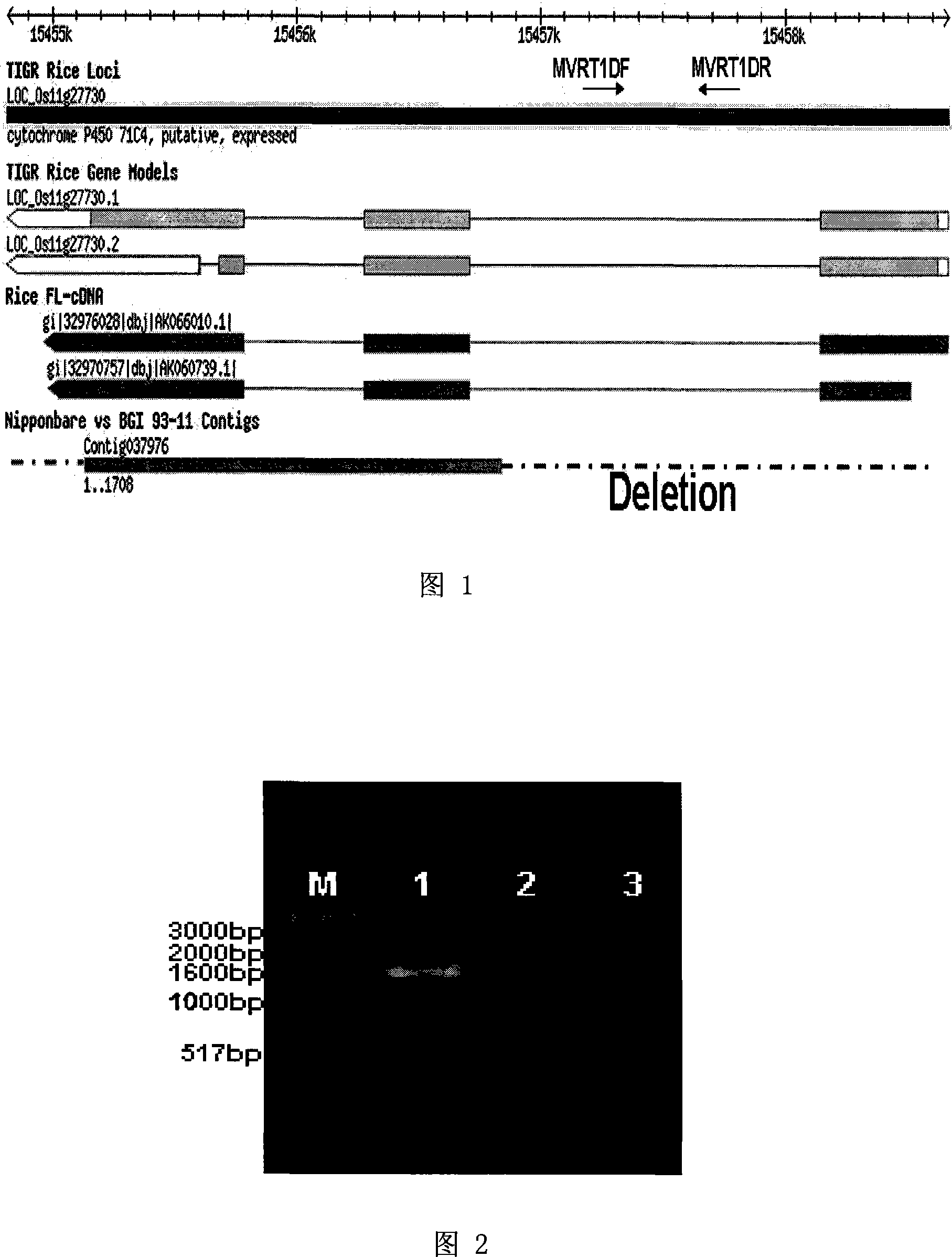 Auxiliary screening method for indica rice and japonica rice, and special-purpose primer for the same