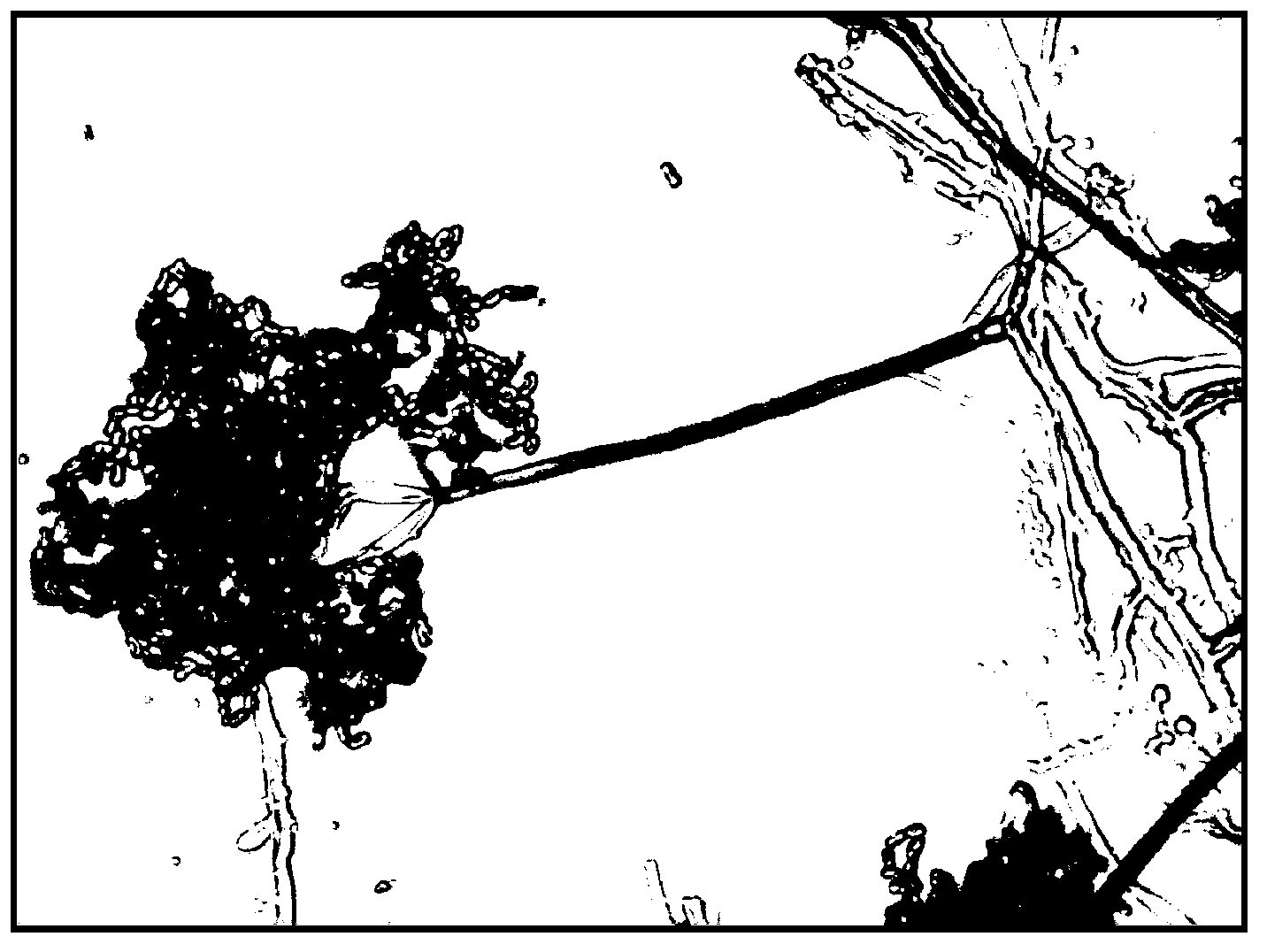 Method for quick mycorhiza formation of azalea aseptic seedlings