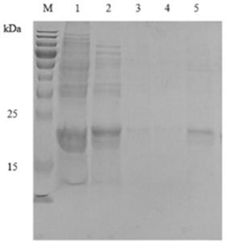 Tumor homing cell-penetrating peptide tLyP-1 modified apoferritin nano-cage and preparation method thereof