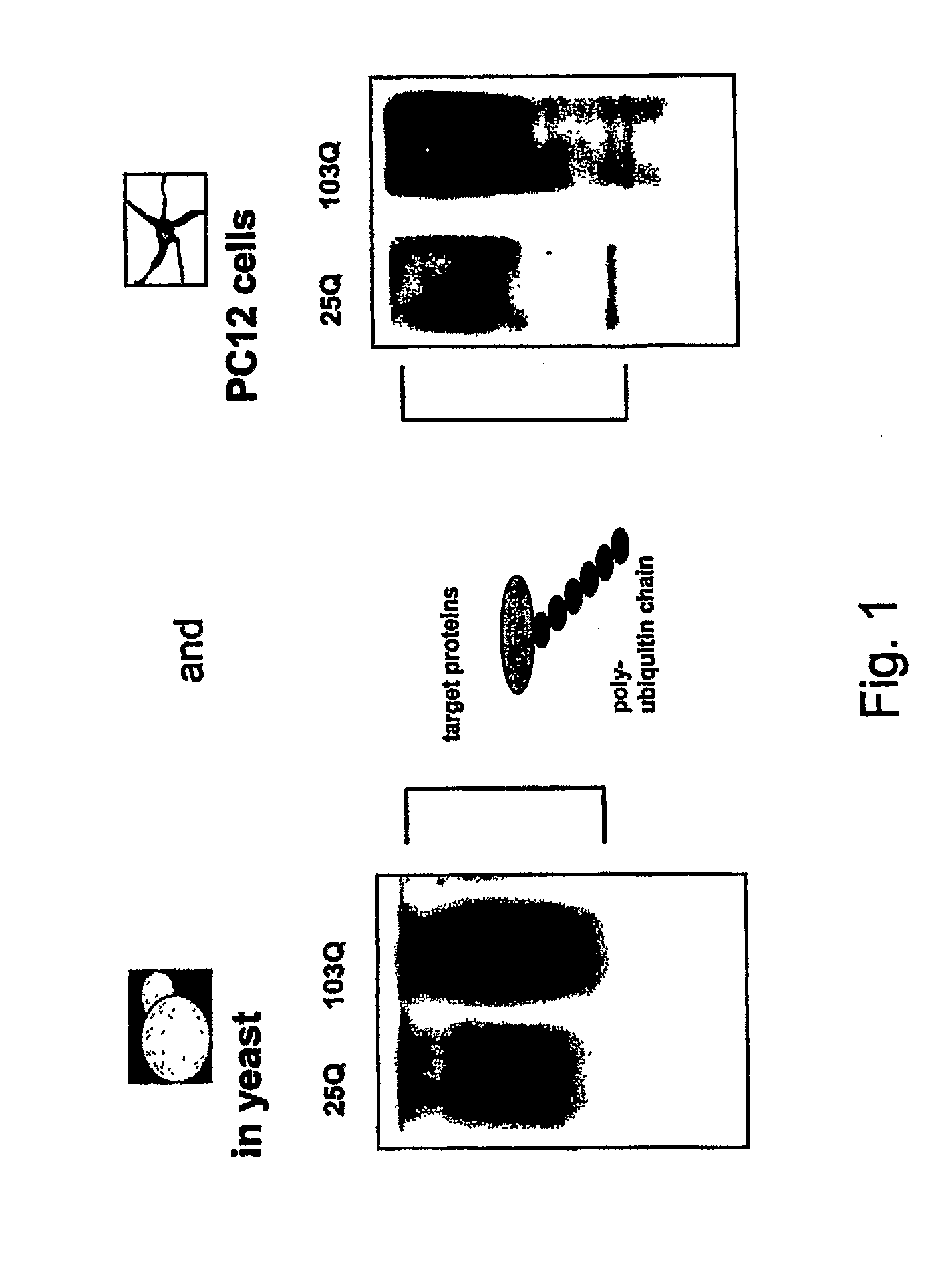 Compositions and Methods for Treatment of Protein Misfolding Diseases