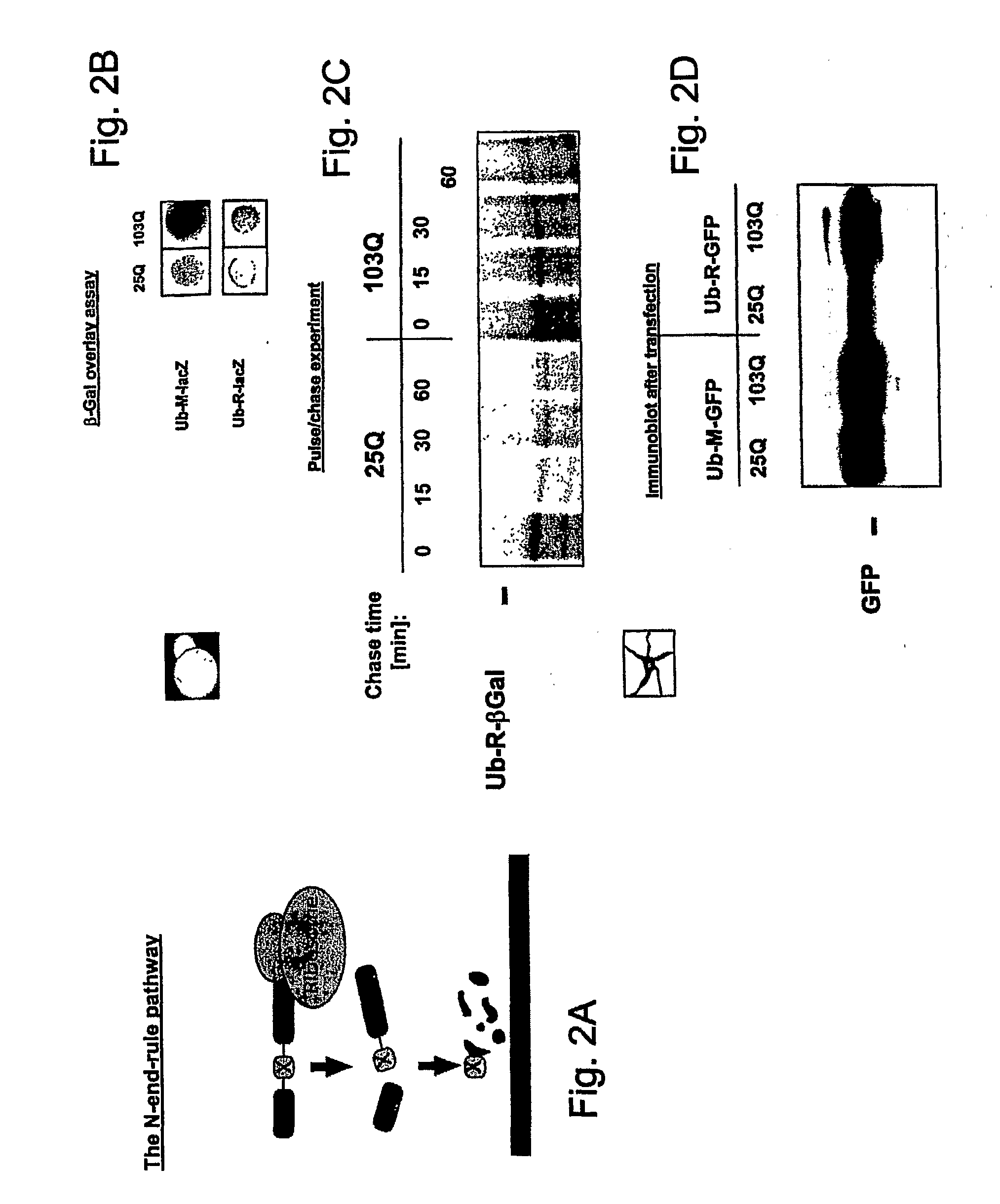 Compositions and Methods for Treatment of Protein Misfolding Diseases