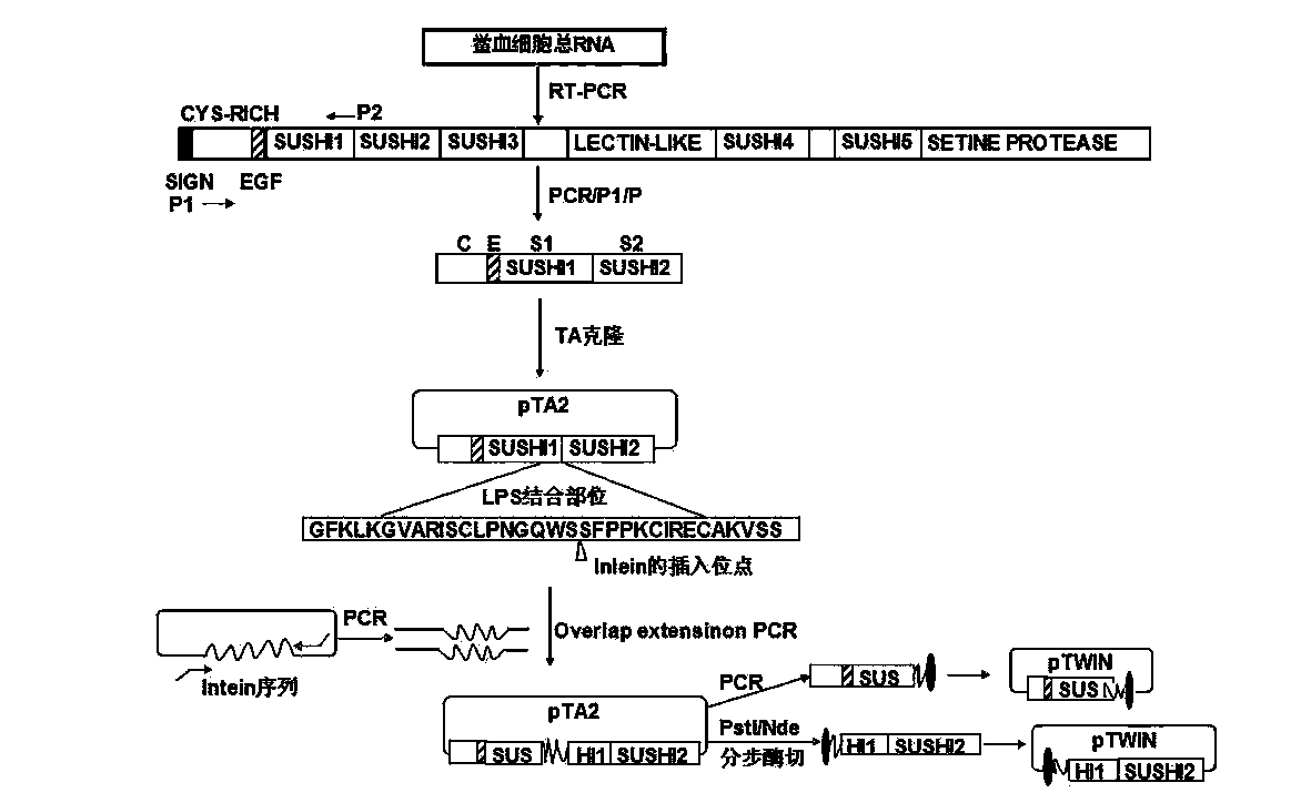 Expression plasmid system of recombinant Sushi polypeptide, and construction method and application thereof