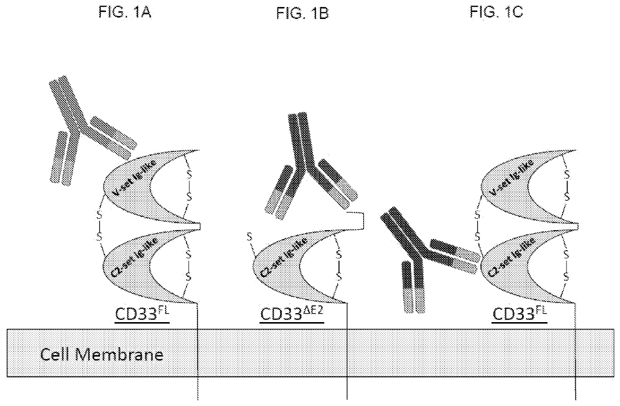 Anti-cd33 antibodies and uses thereof