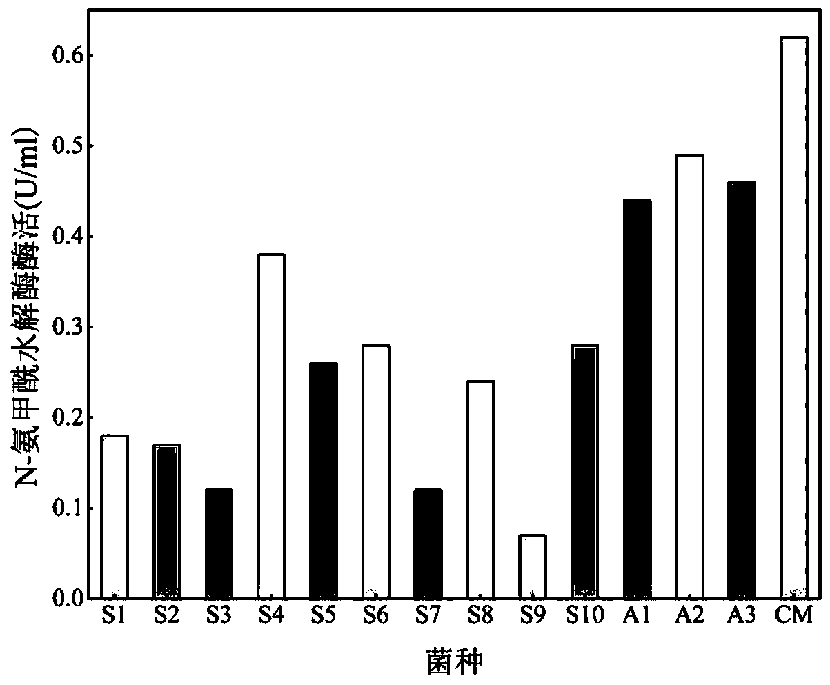 Strain producing hydantoinase and carboxamide hydrolase and preparation method and application of strain