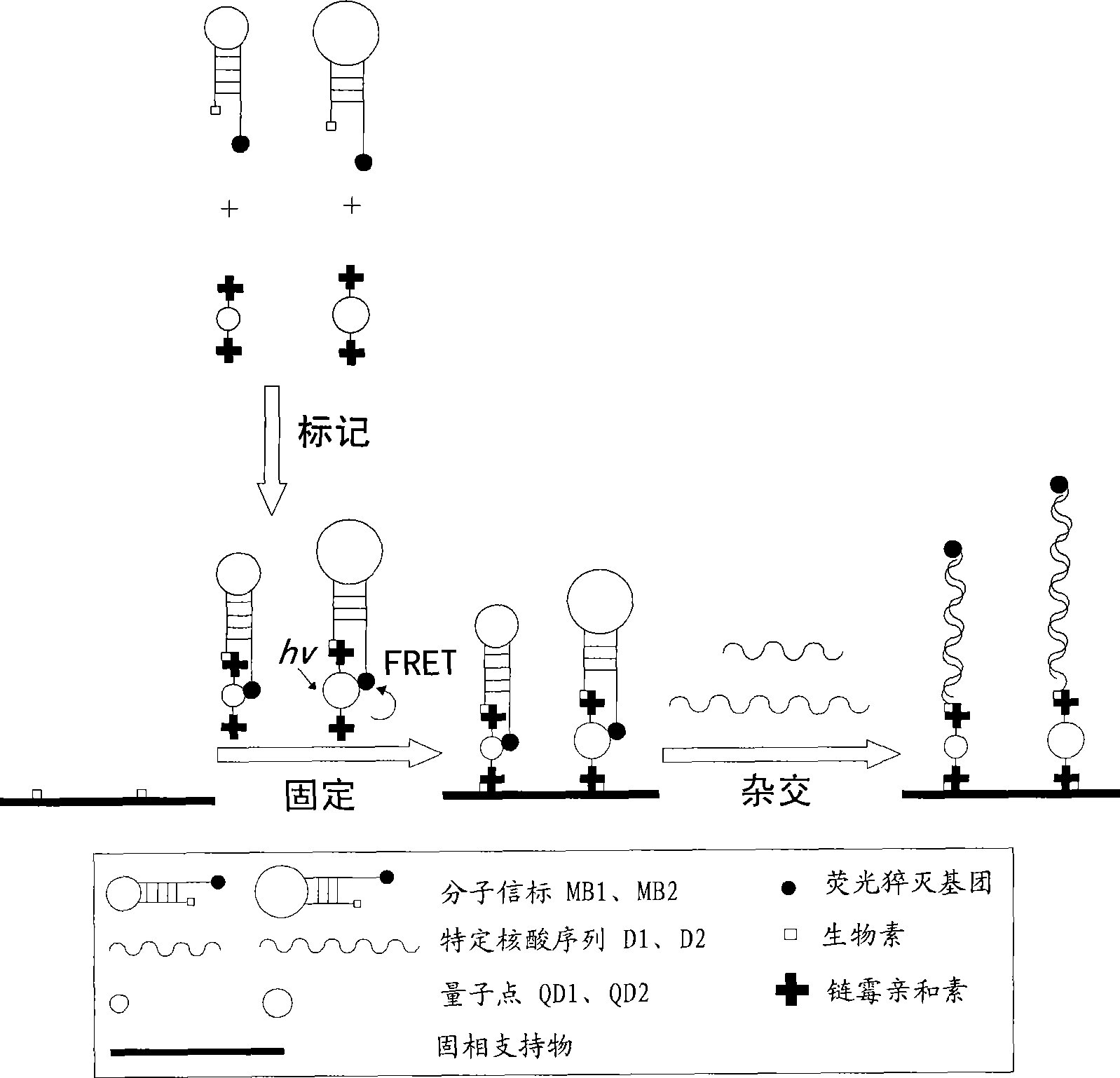 Multi-target quantum-dot mark nucleic acid chip and preparation method and detection method thereof