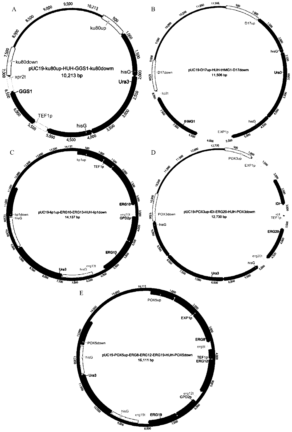 Genetic engineering bacterium producing beta-ionone with high yield and construction method and application of genetic engineering bacterium