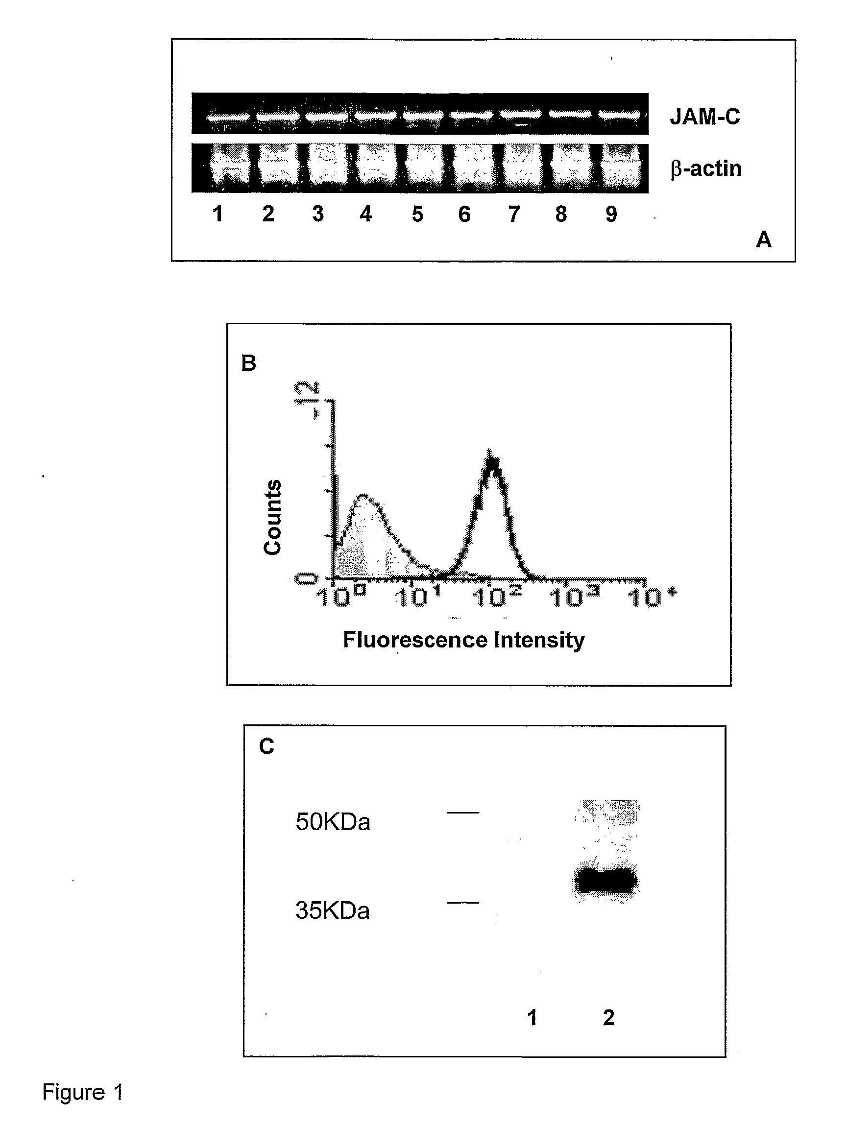 Junctional adhesion molecule-c (jam-c) binding compounds and methods of their use