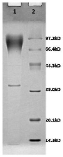 Subunit fusion protein CD2V-Fc, preparation method and application thereof